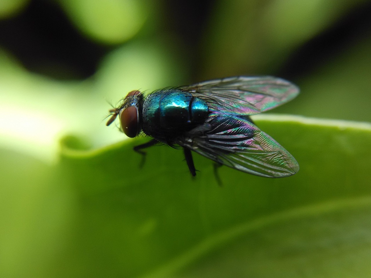 Voler Insecte Nature - Photo gratuite sur Pixabay - Pixabay