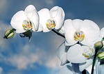orchid, flower, biel