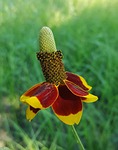 flower, wildflowers, coneflower