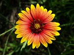 blanket flower, flower, firewheel