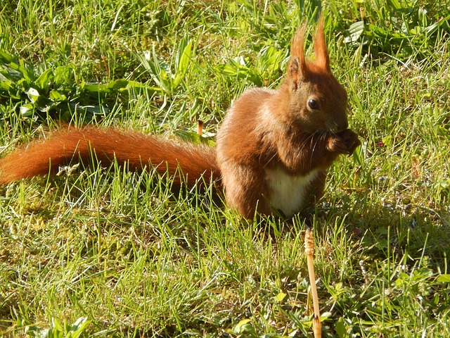 Free Squirrel Small Animal photo and picture