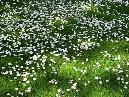 Free Spring Meadow photo and picture