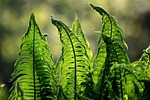 fern, ferns, green