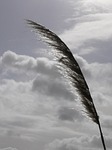 reed, marsh, wind