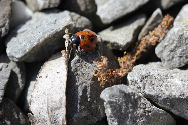 Free Ladybug Pebble photo and picture