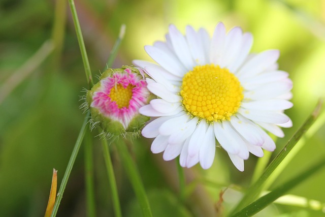 Free Daisy Flower photo and picture