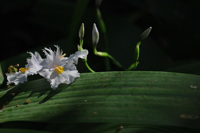 Free African Iris Iris photo and picture