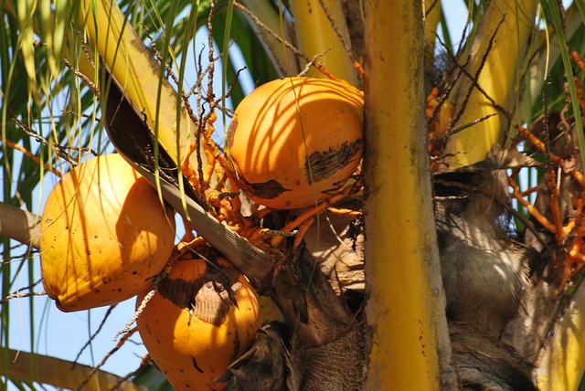 Free Coconut Palm photo and picture