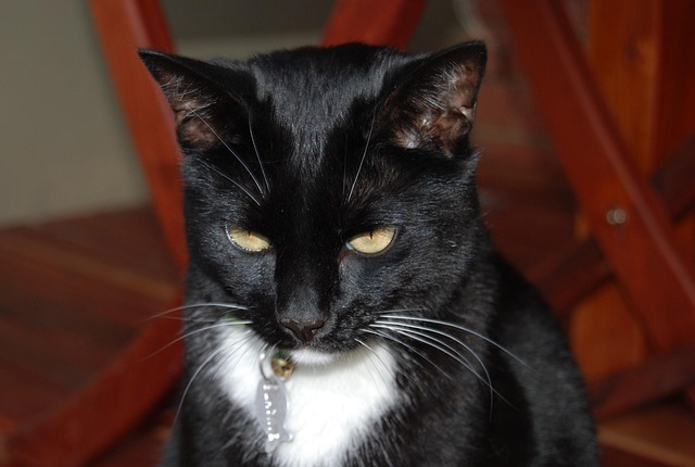 Free Black Cat Cat photo and picture