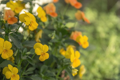 Free Flower Yellow photo and picture