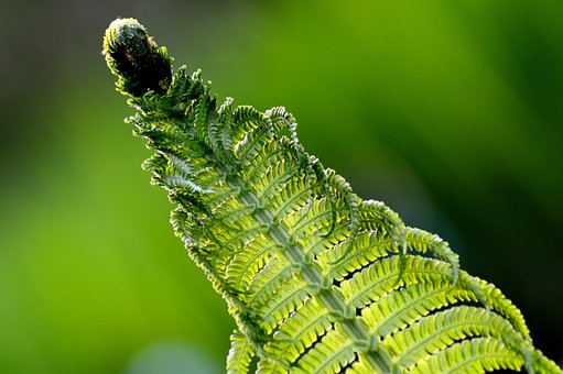 Free Fern Flower photo and picture