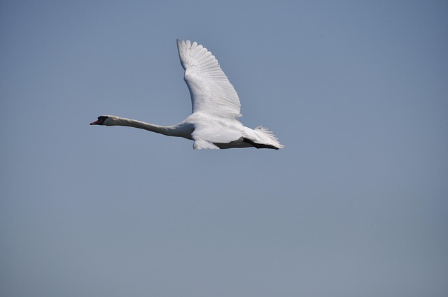 Free Swan Bird photo and picture
