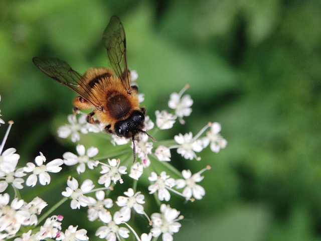 Free Bee Flower Wallpaper photo and picture