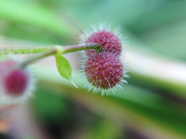 Free Plant Flower photo and picture