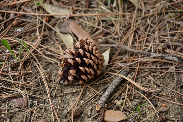 Free Pine Cone Pine Needles photo and picture