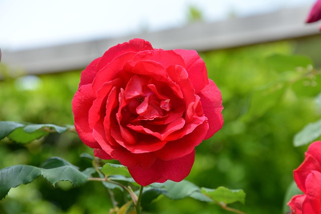 Free Pink Nature photo and picture