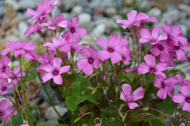 Free Flowers Purple Flowers photo and picture