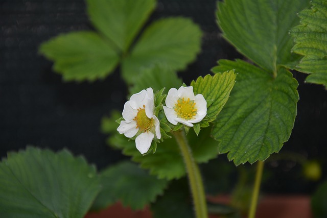 Free Strawberry Flowers White Flowers photo and picture