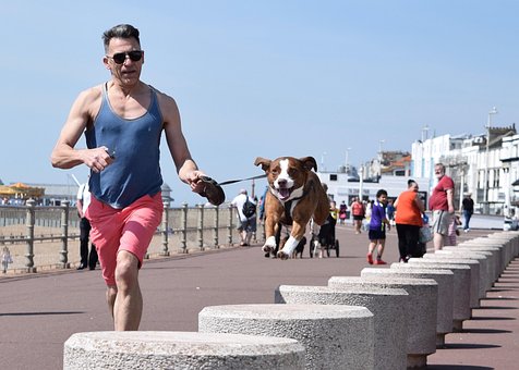Free Dog Hastings photo and picture