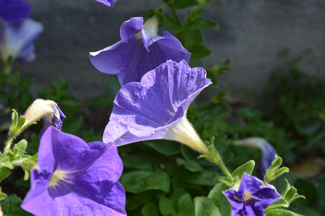 Free Flowers Purple Flowers photo and picture