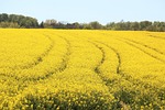 field of rapeseeds, in bloom, yellow