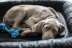 weimaraner, dog, puppy