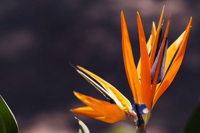 Vogel Aus Dem Paradies, Blume, Blumen