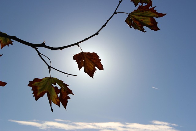 Free Autumn Leaves photo and picture