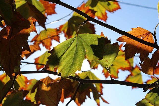 Free Autumn Leaves photo and picture