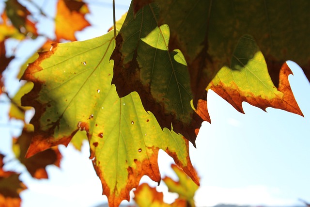 Free Autumn Leaves photo and picture