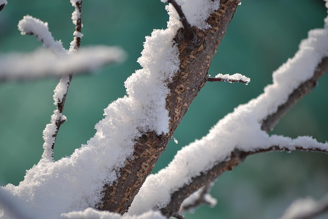Free Winter The Snow photo and picture