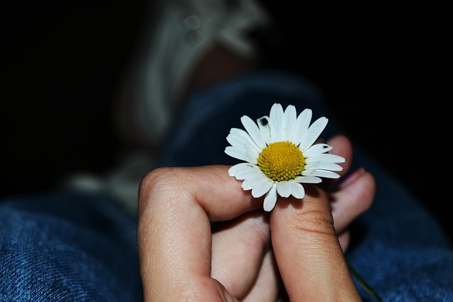 Free Flower Daisy photo and picture