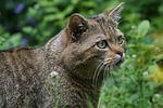 wildcat, forest cat, predator