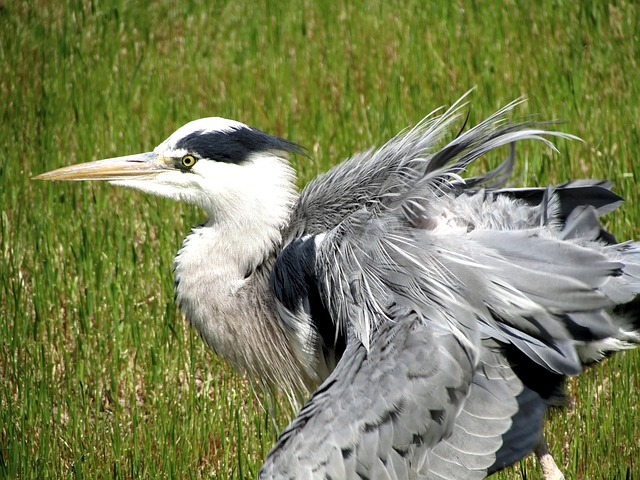 Reiher, Vogel, Fischreiher, Natur, Teich