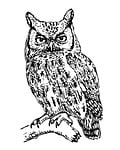 owl, screech owl, art