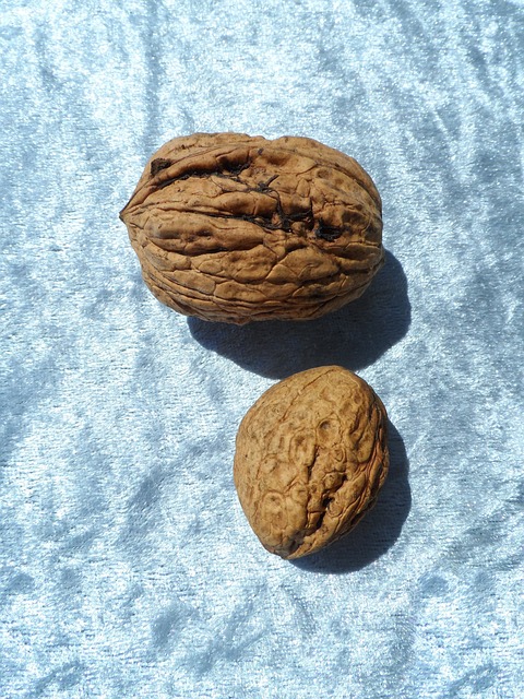 Free Walnut Nut photo and picture