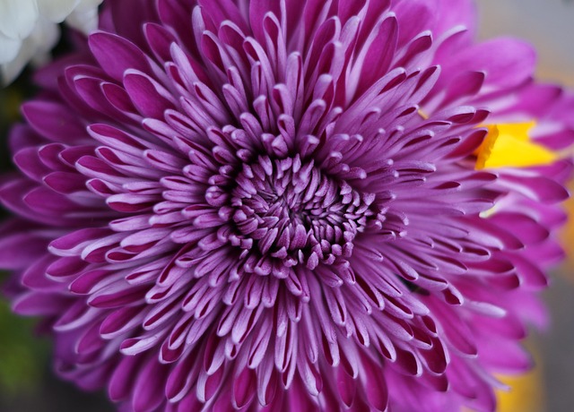 Blume, Lila, Natur, Blumen, Feder
