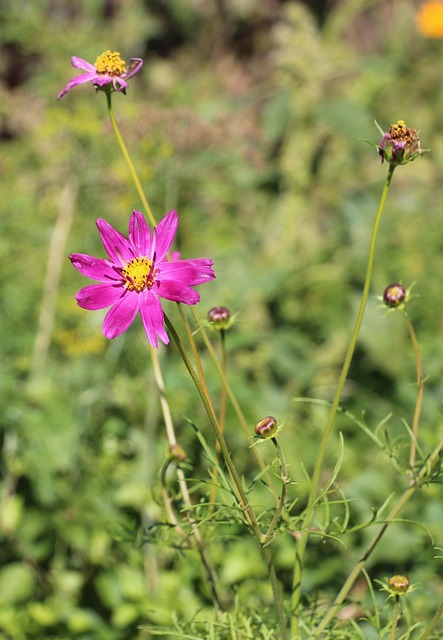 Free Summer Flowers photo and picture