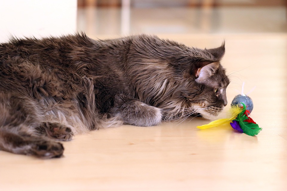 Kot Szary Maine Coon Darmowe Zdjęcie Na Pixabay
