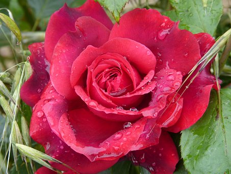 Rosa, Humedad, Gotas Rosa Roja, Belleza