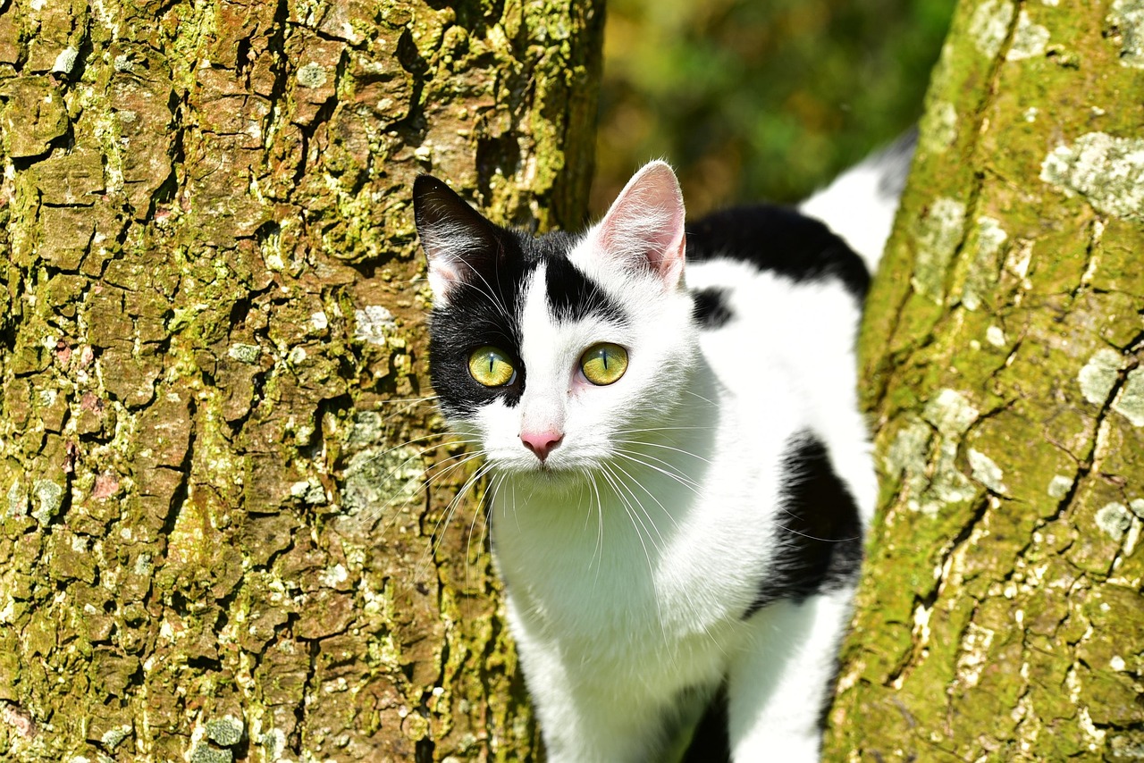 Cat - free online jigsaw puzzle photo