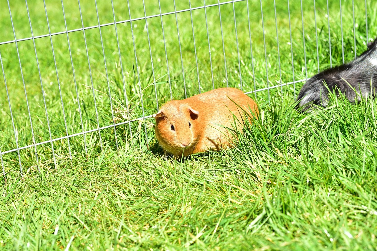 House Guinea Pigs Cavia Porcellus Free photo on Pixabay Pixabay