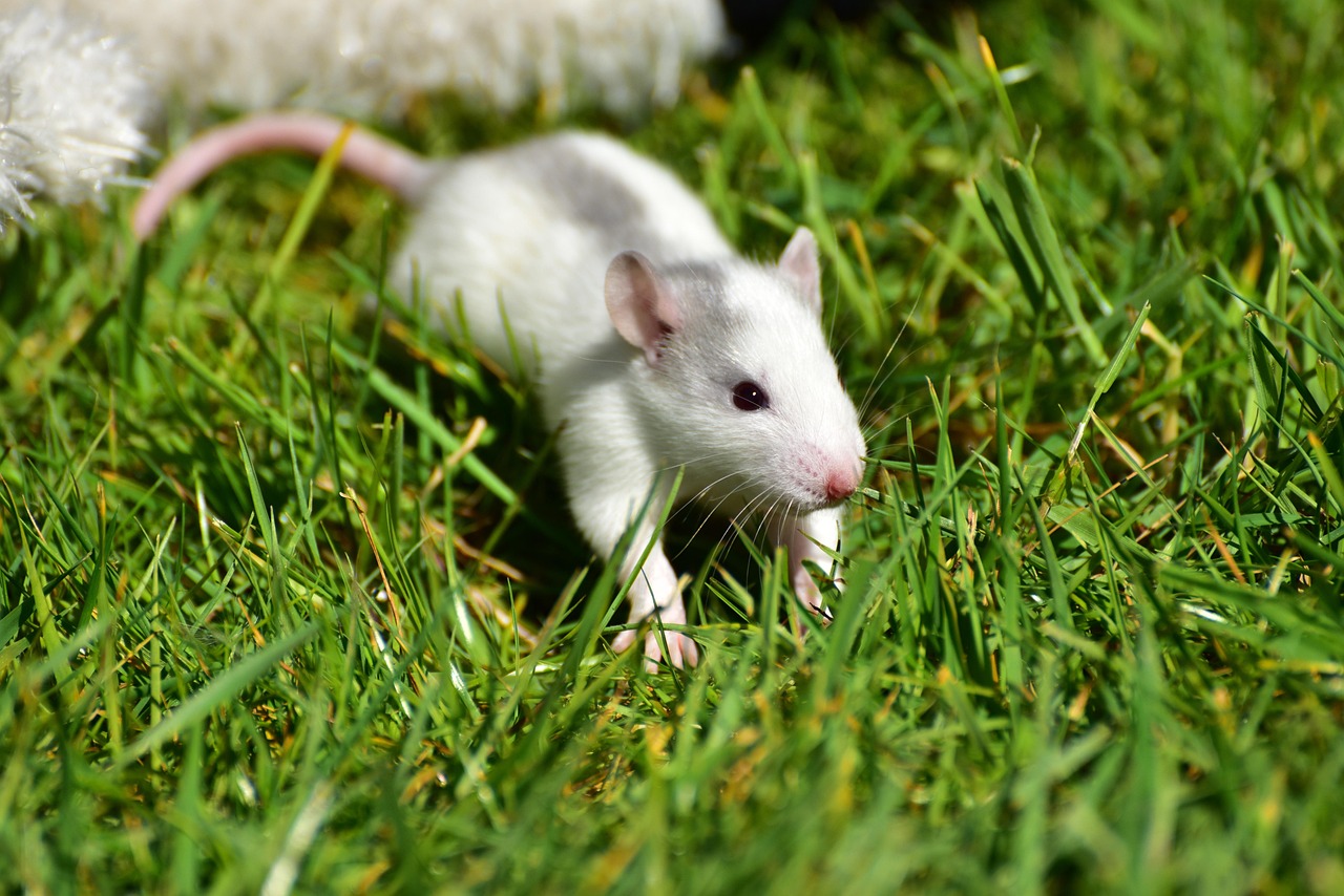 700 Free Rat Nature Photos Pixabay