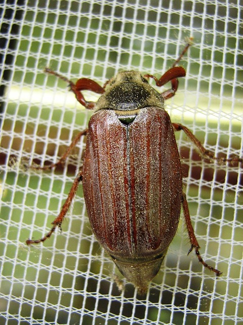 Free Cockchafer Fly Screen photo and picture