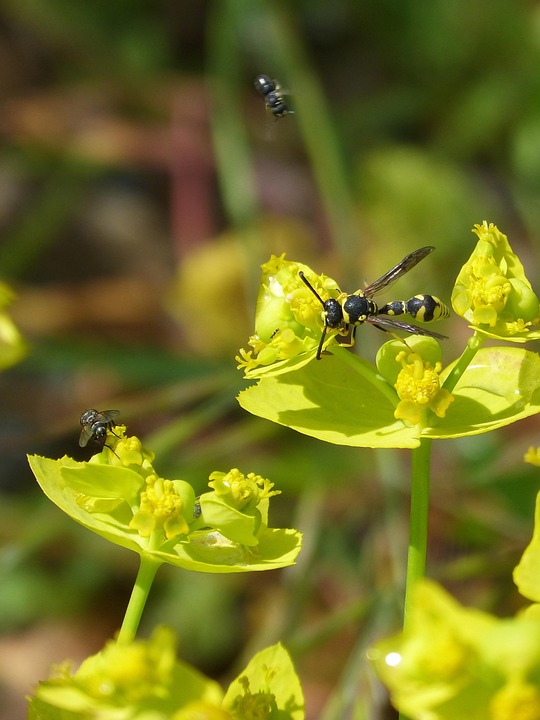Spring Wasp Insects Spring Wasp - Free photo on Pixabay - Pixabay