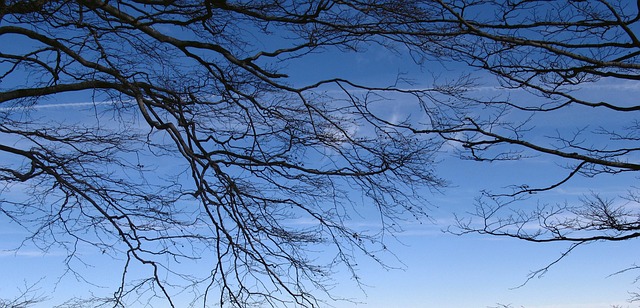 Takken, Connectiviteit, Boom, Blauw