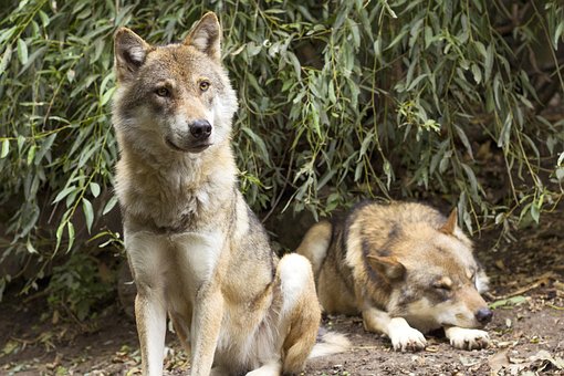 Free Wolf Canis Lupus photo and picture