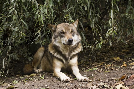 Free Wolf Canis Lupus photo and picture