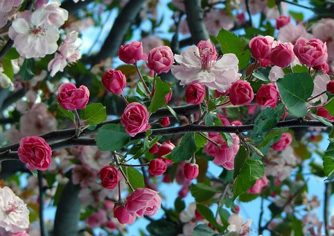 Kirschblüten, Frühling, Feder, Blühen