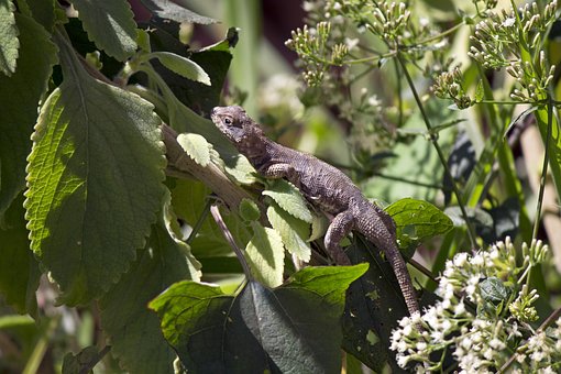 Free Lizard Leaves photo and picture